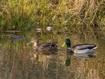 Mallards
