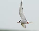 Seabirds portfolio
