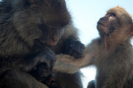 Barbary Macaques (Macaca sylvanus) Grooming on the Rock of Gibraltar