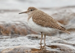 Common Sandpiper