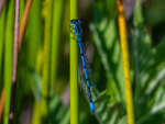 Azure Damselfly