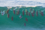 Wave of Dolphins1 0A3A9614
