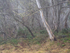 Gums in mist