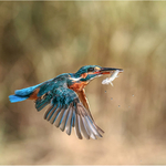 1st Print Common Kingfisher Takeaway Royston Packer