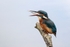 Kingfisher Alcedo Atthis015