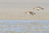 Two Dunlins on landing approach, Fort De Soto, Florida