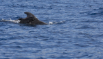 Short finned pilot whale & week old calf, Pico Island, Azores