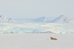 Ringed Seal in Svalbard landscape
