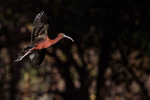 Glossy Ibis flying & dark background, Wakodahatchee Wetlands, Florida