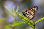 Monarch butterfly, Santa Cruz, Galapagos