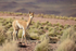 Young Vicuna, Laguna Miscanti, Atacama Desert, Chile