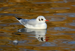 Black-headed Gull