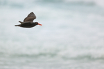 Blackish Oystercatcher, Saunders Island, Falklands