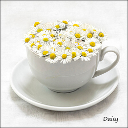 Wild flowers in an cup and saucer portfolio