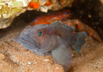Thorogobius ephippiatus