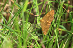 Yellow Shell moth, Yorkshire Wolds Way, near Huggate