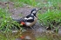 Great Spotted Woodpecker