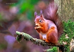 Red Squirrel