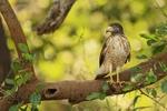 Roadside Hawk portfolio