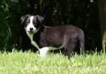 15 Nine weeks old