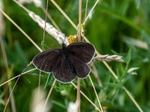 Ringlet