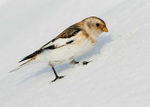 Snow Bunting 4