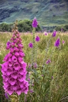 Foxgloves at Kilchurn