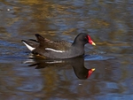 Moorhen