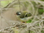 Golden-crowned Kinglet (juvenile), Maligne Canyon, Canada