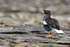 Kelp Goose (female), Carcass Island, Falklands