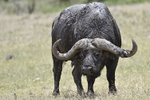Old bull buffalo