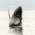 Humpback Breach