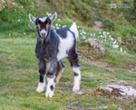Young kid goat in the Valley of the Rocks