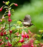 Female Sunbird