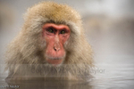 Japanese Macaque in Onsen