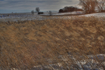 Winter sloughgrass