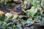 Young American Alligator, Corkscrew Swamp, Florida