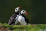 Two Puffins
