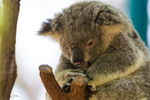 Koala Asleep 2