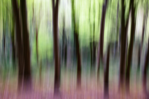 Spring in the Woods. Part of a series of shots capturing the Island's landscape in an abstract form.