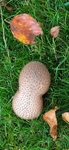 Puffballs sp