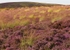 Heather and Grass II