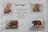 BEAR PACKAGE OF NOTECARDS
