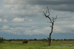 Wildbeest and storm