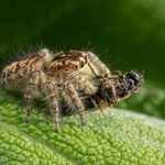 Jumping Spider (Euophrys rufibarbis.