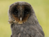 " BLACK BARN OWL "
