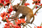 Assamese Macaque