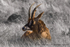Roan antelope