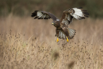 Common Buzzard