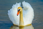 mute swan cygnus olar-5214